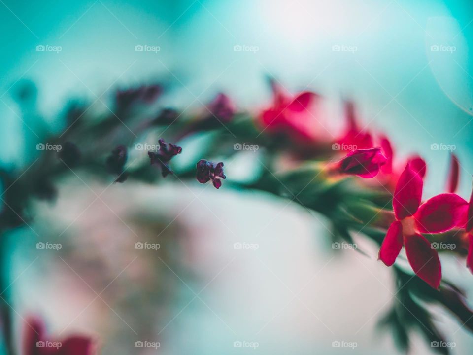 close up blur flower D.A