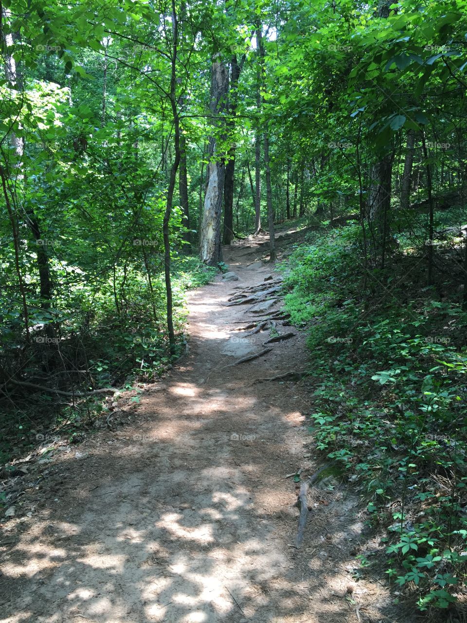 Trail in the forest