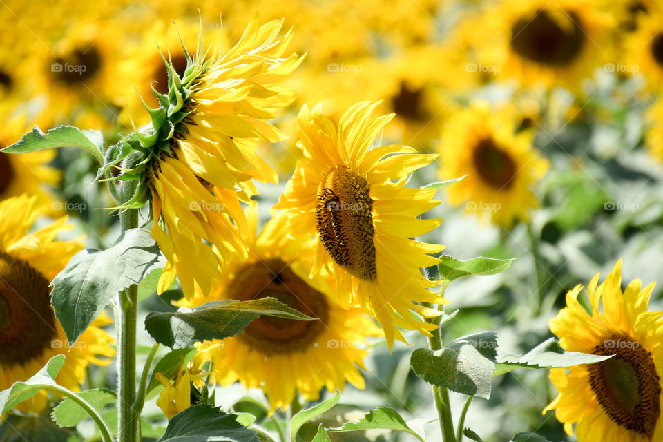 Flower, Nature, Flora, Summer, Sunflower