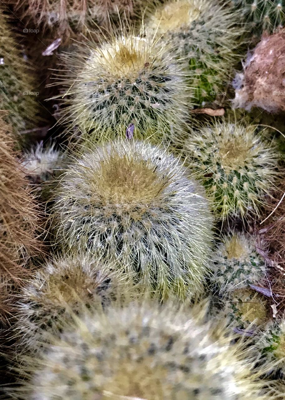 Cactus