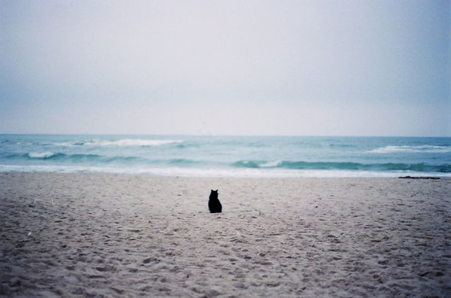 cat on the beach