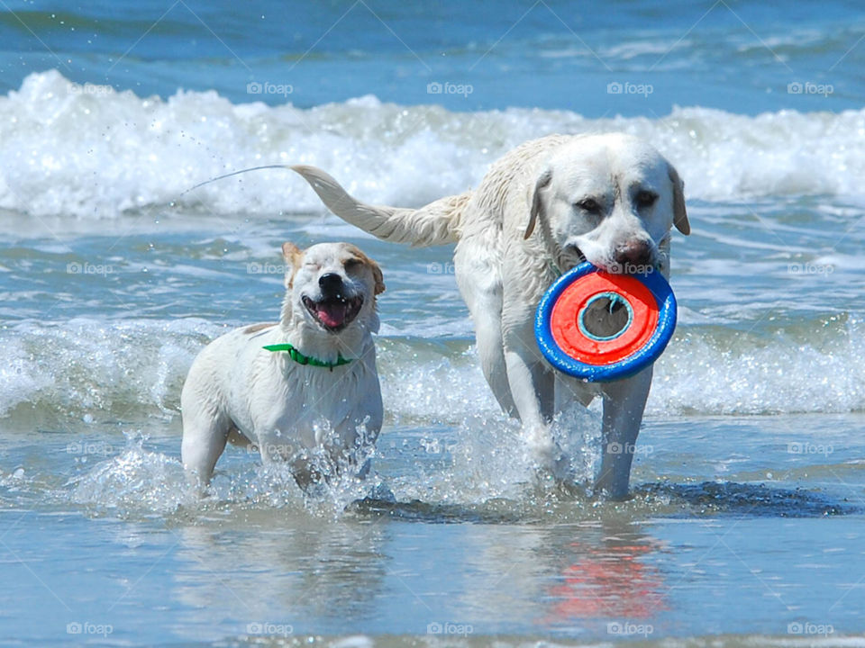 dog beach fun