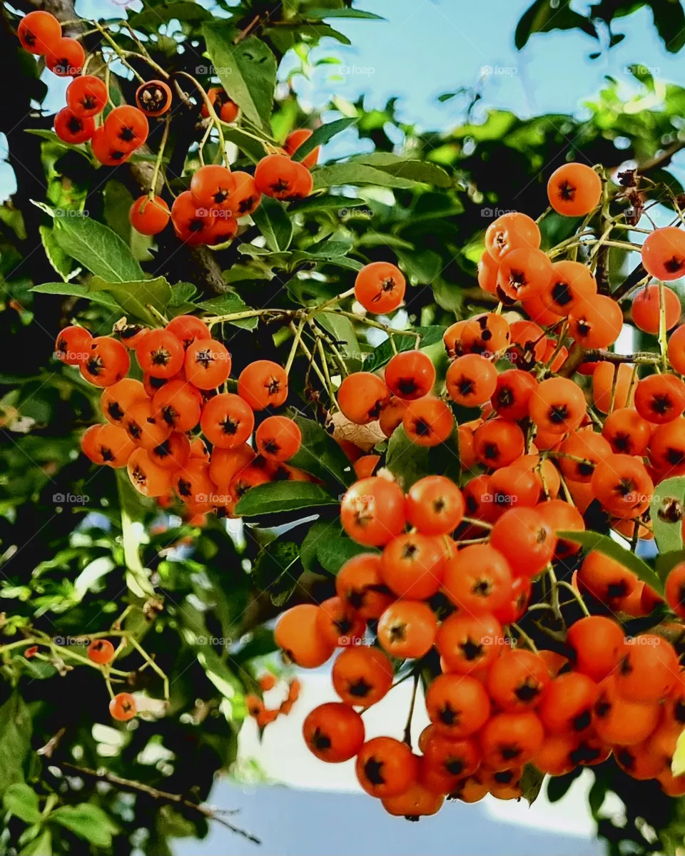 orange