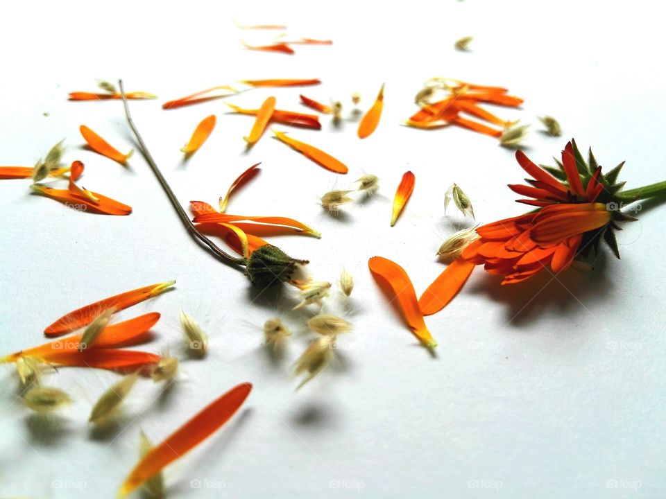 Orange flower petals