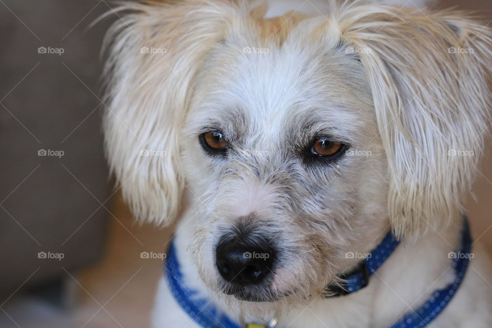 Shiatsu small white dog headshot 