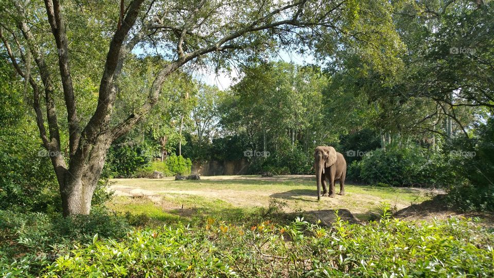 elephant in a clearing