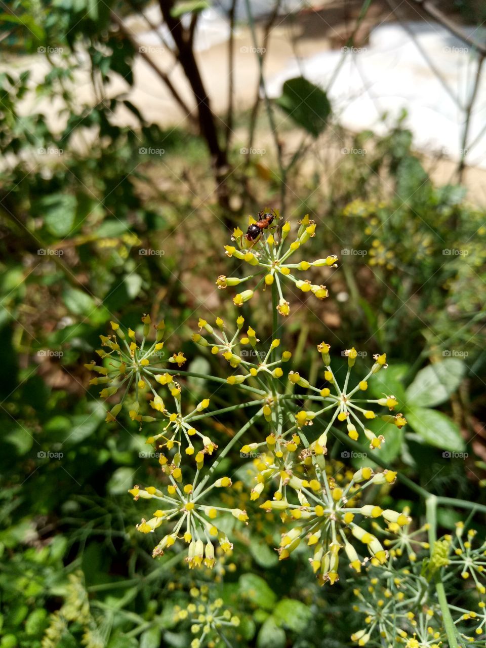 flower buds