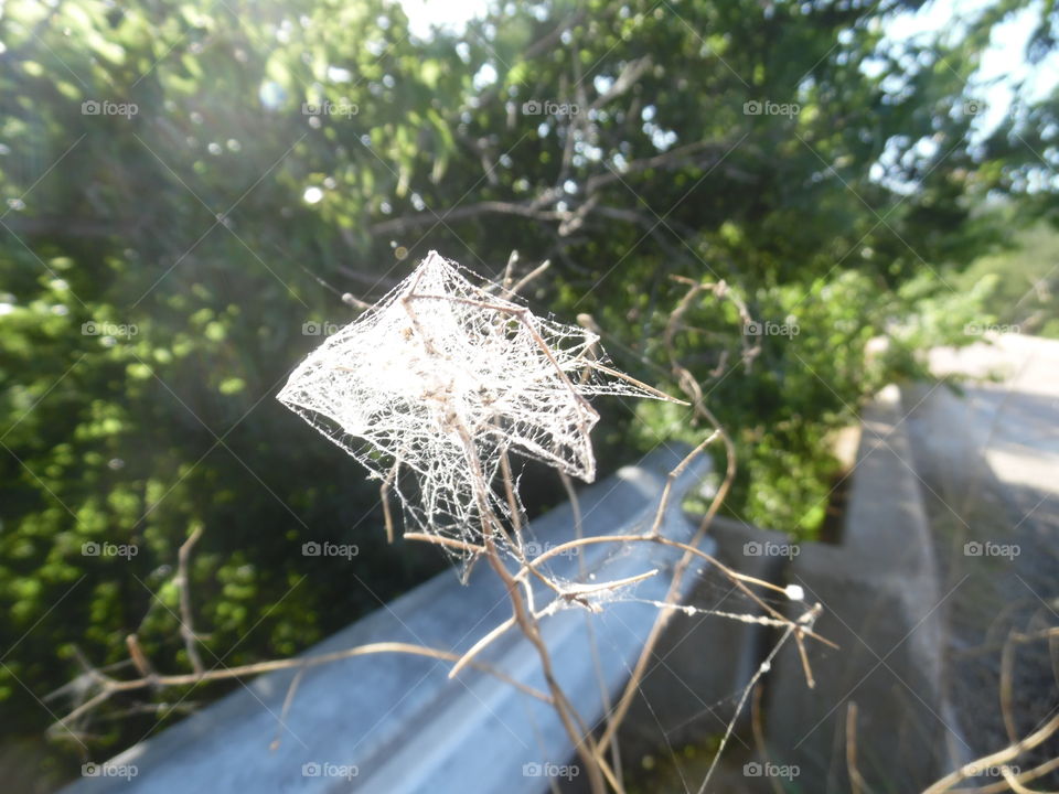 cobwebs. This is a picture of a spider web that I came across while visiting Eliasville Texas. 👣 🚶 🏃 🔥 💨