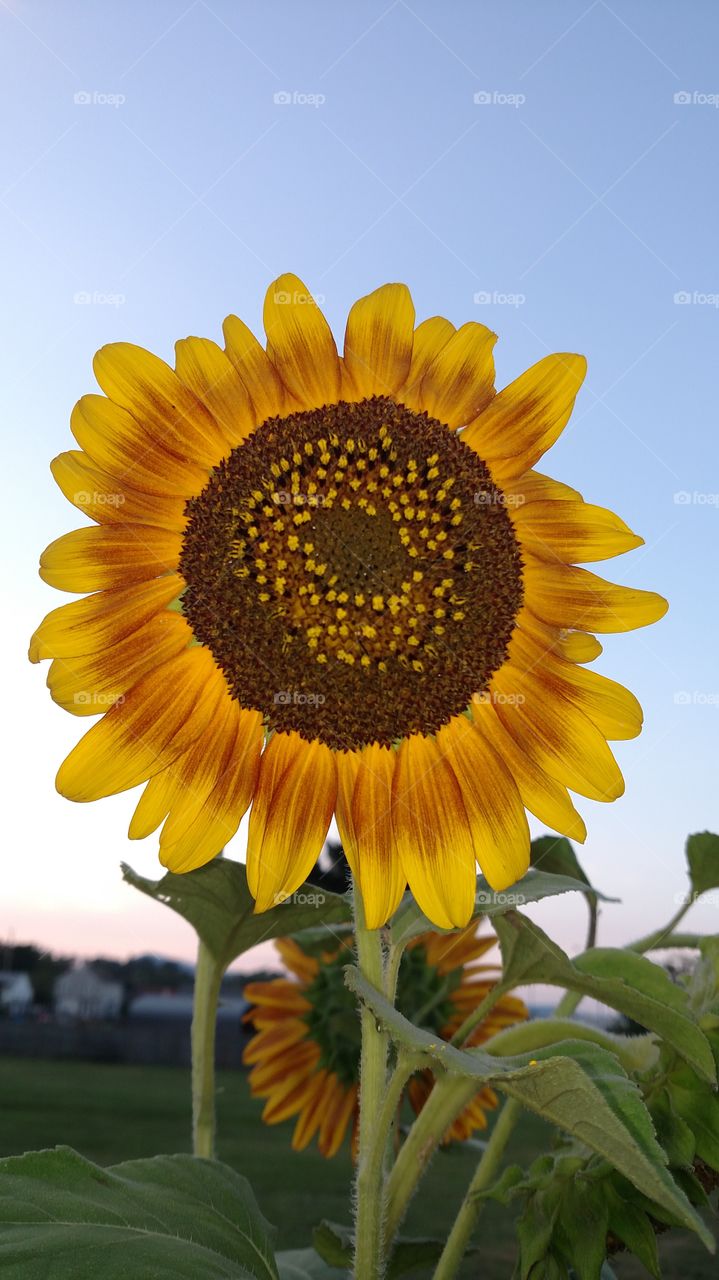 Sunflower