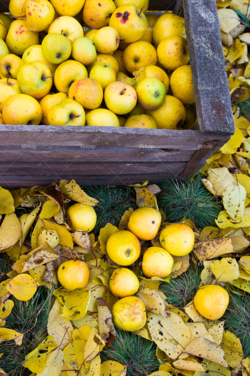 Harvest ripe juicy and tasty apples. Harvested juicy apples from fertile trees.