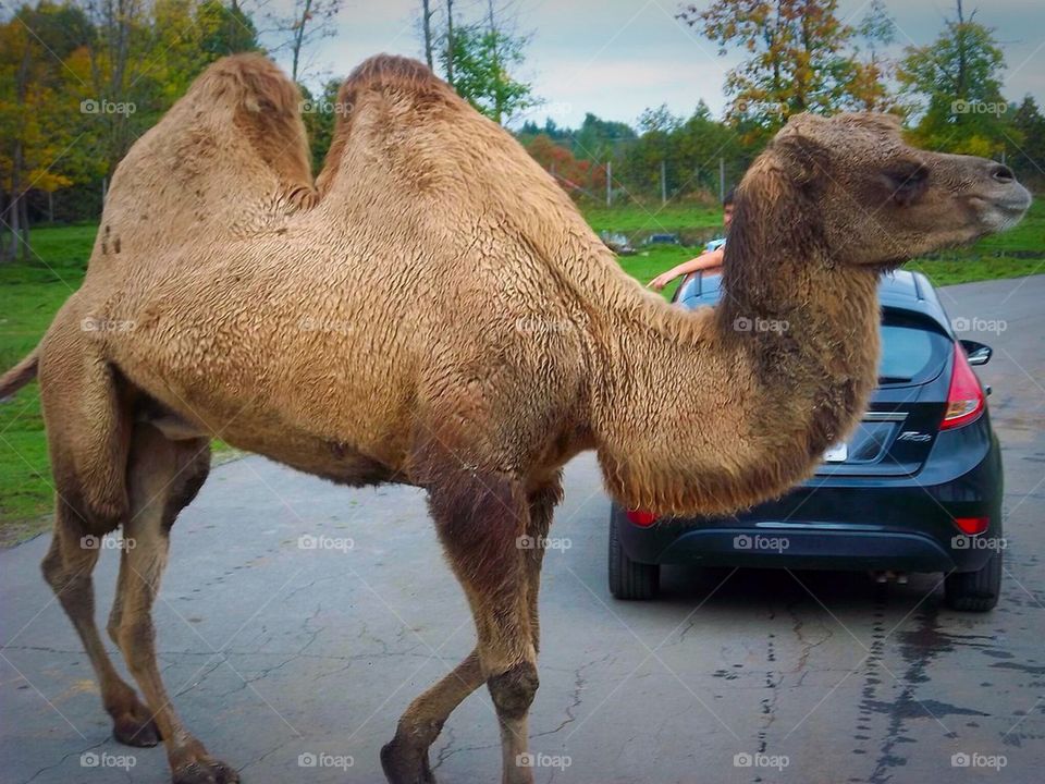 Camel