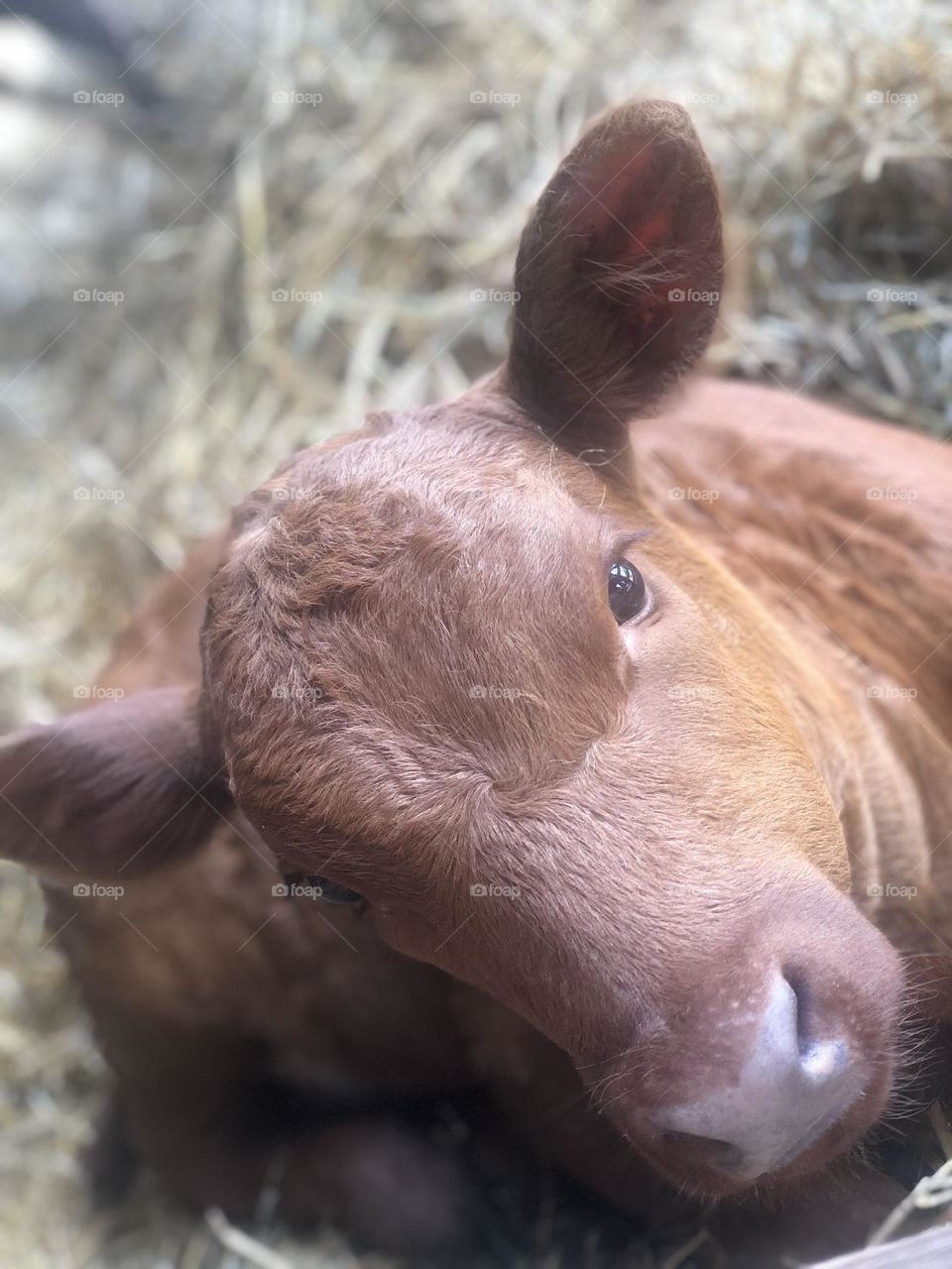 Red Baby Cow Laying in Hay 