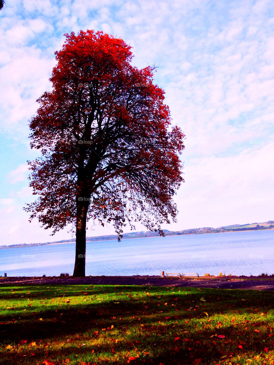 sky grass colors tree by pellepelle