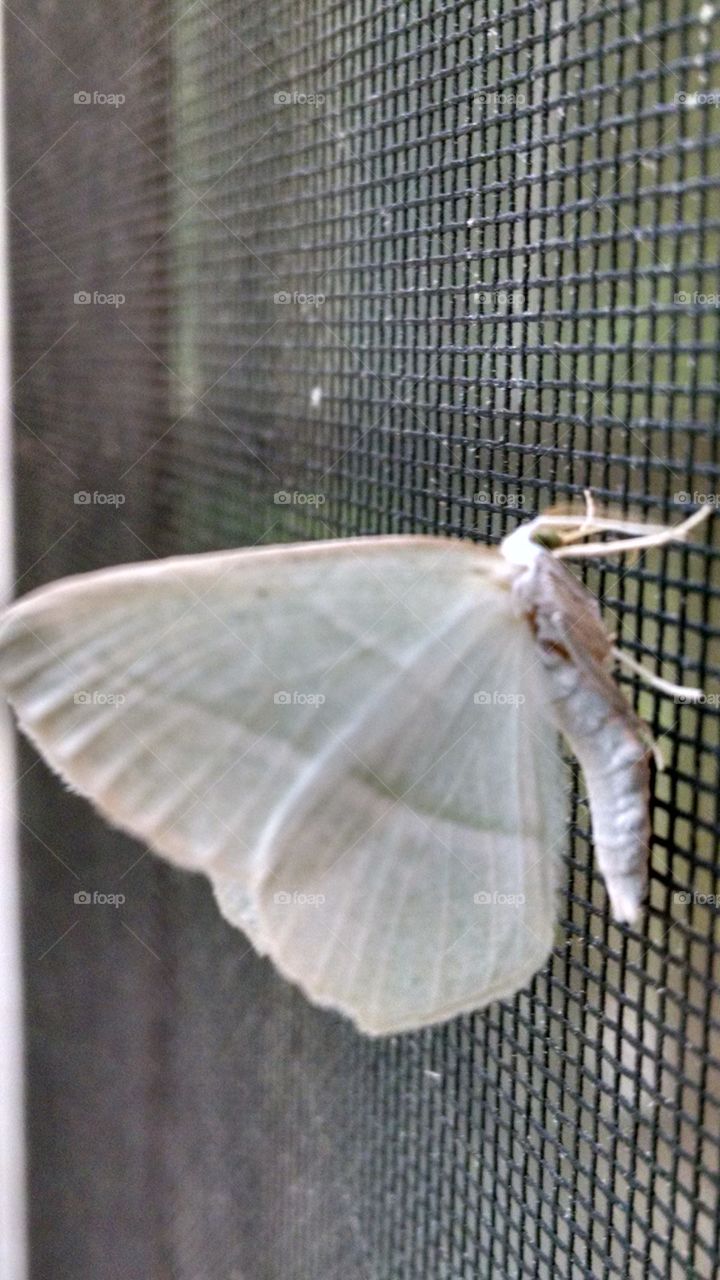 mothra