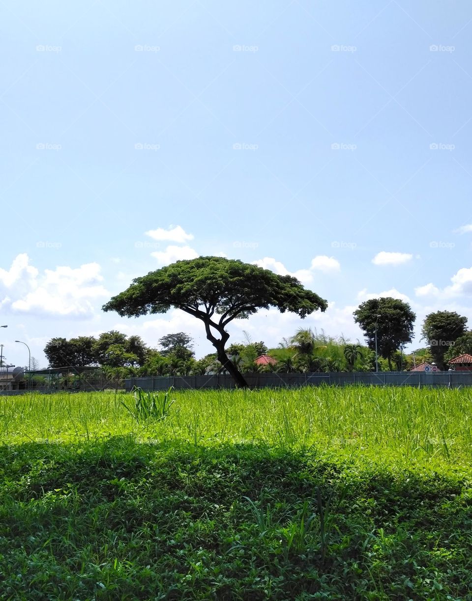 Beautiful meadow with tree and blue sky