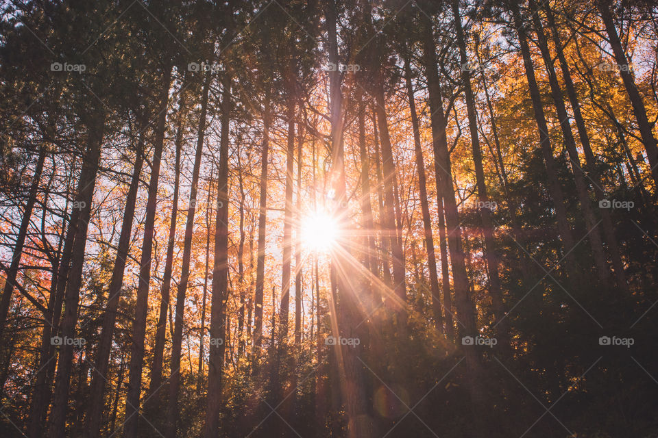 Stunning sun rays burst through the tall trees in a forest during autumn at golden hour