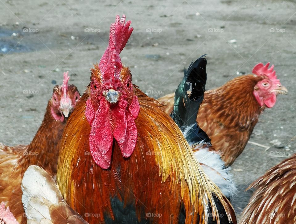 Rural rooster surrounded by chickens