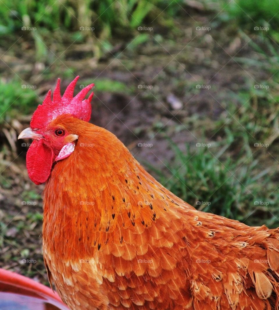 Chicken