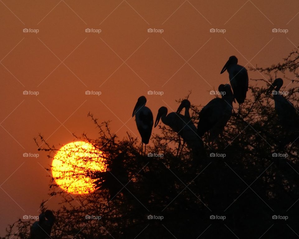 Asian open billed Stork