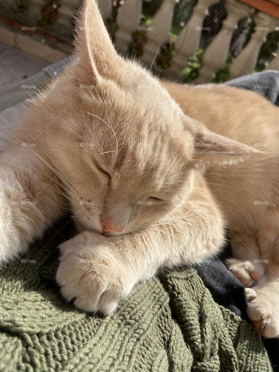 Cat sleeping on person