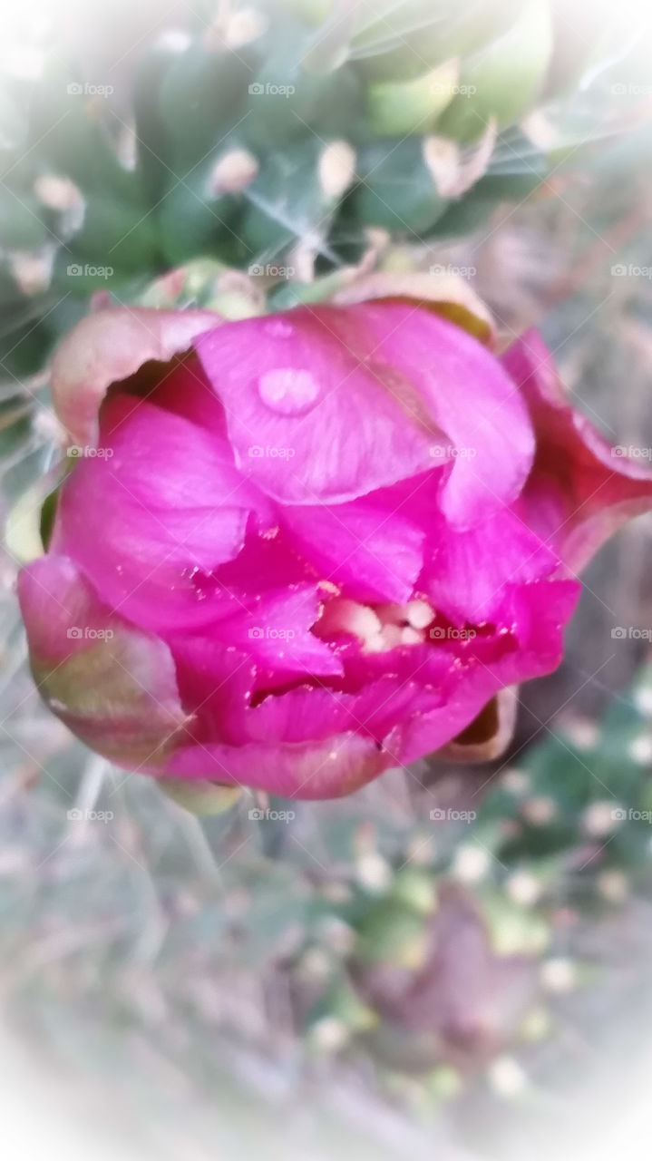 Cactus Flower
