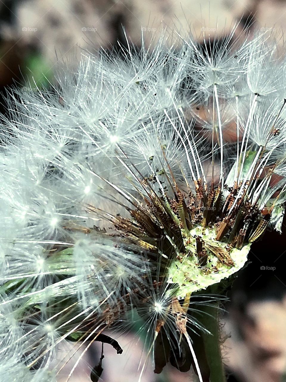 fluttering dandelion flower