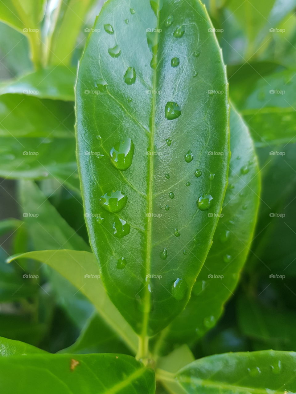Raindrops