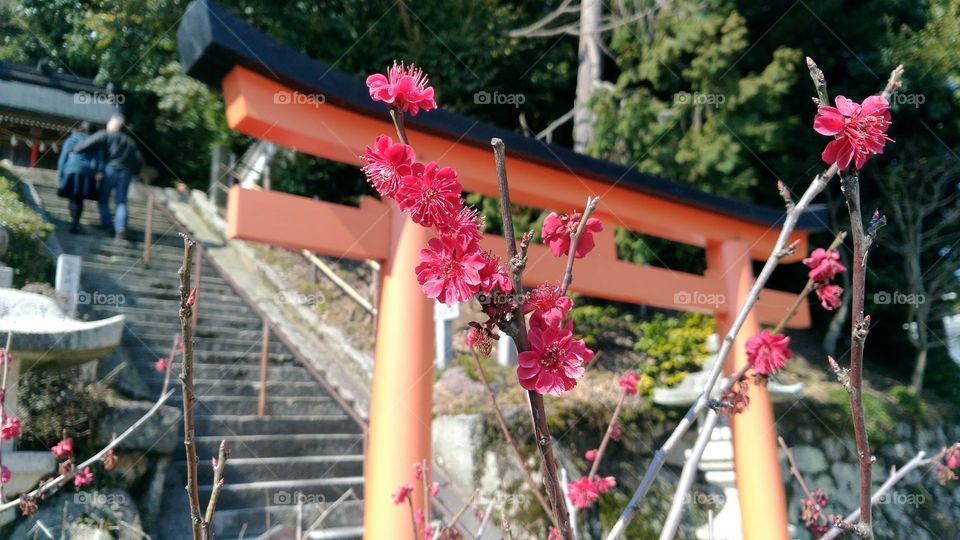 Portal japonês e flores de cerejeira!
