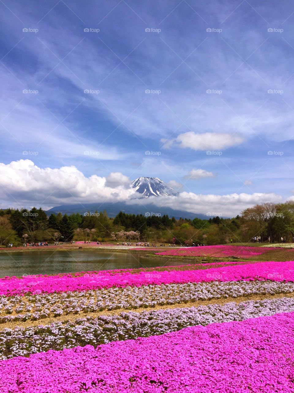 Mount Fuji / Shibazakura Festival
