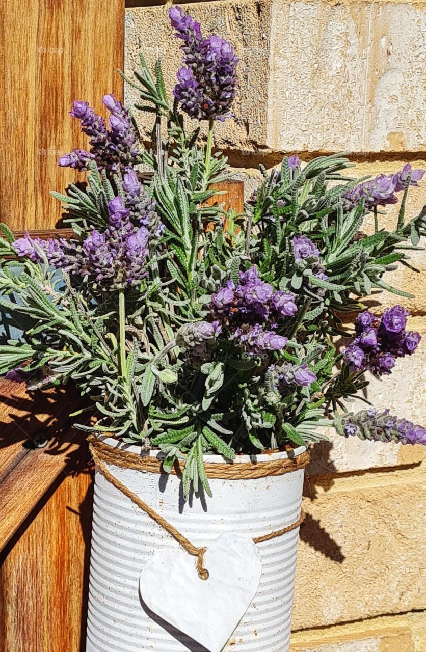 Pretty bunch of Lavender!