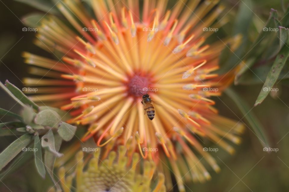 Yellow tropical flower