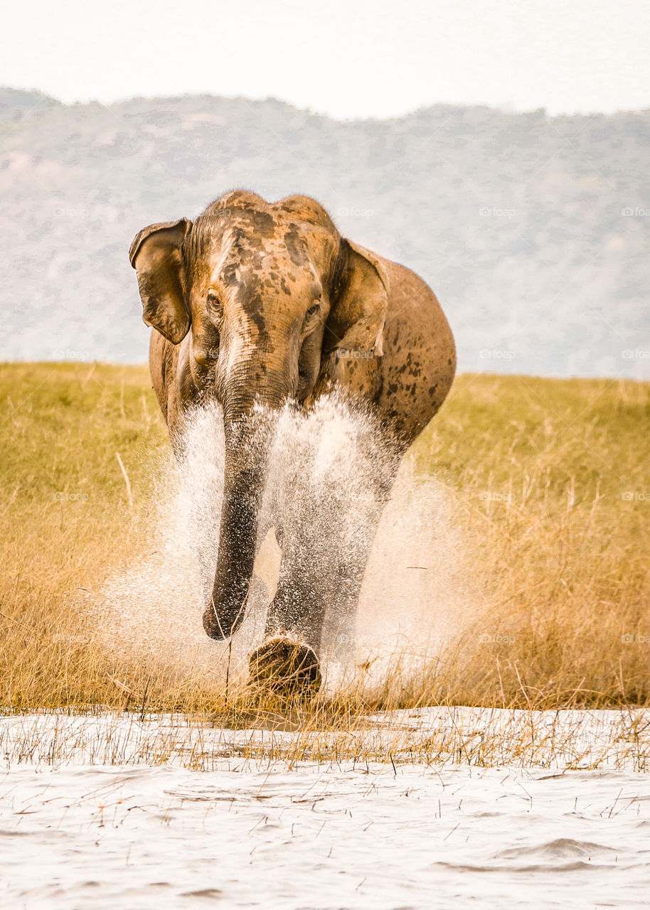 Huge wild elephant on charge splashing water smoke. Maduruoya , Srilanka