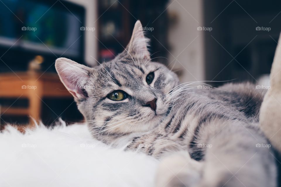 Face of a grey kitten
