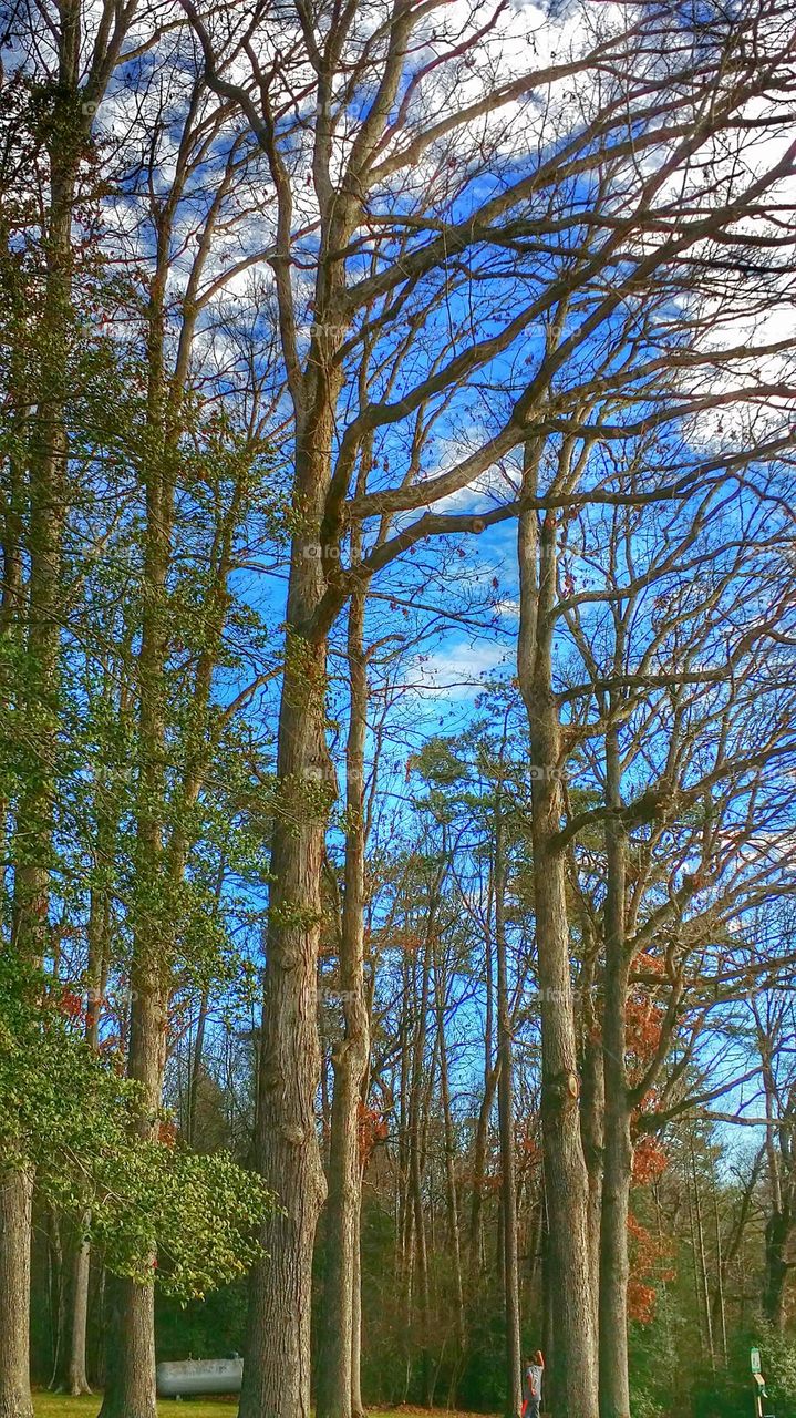 Trees in winter