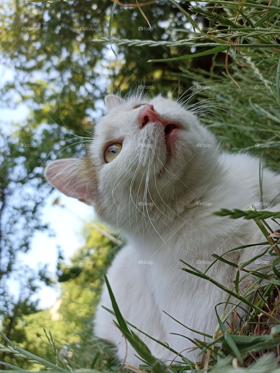 White fluffy male cat close-up. Animal photography