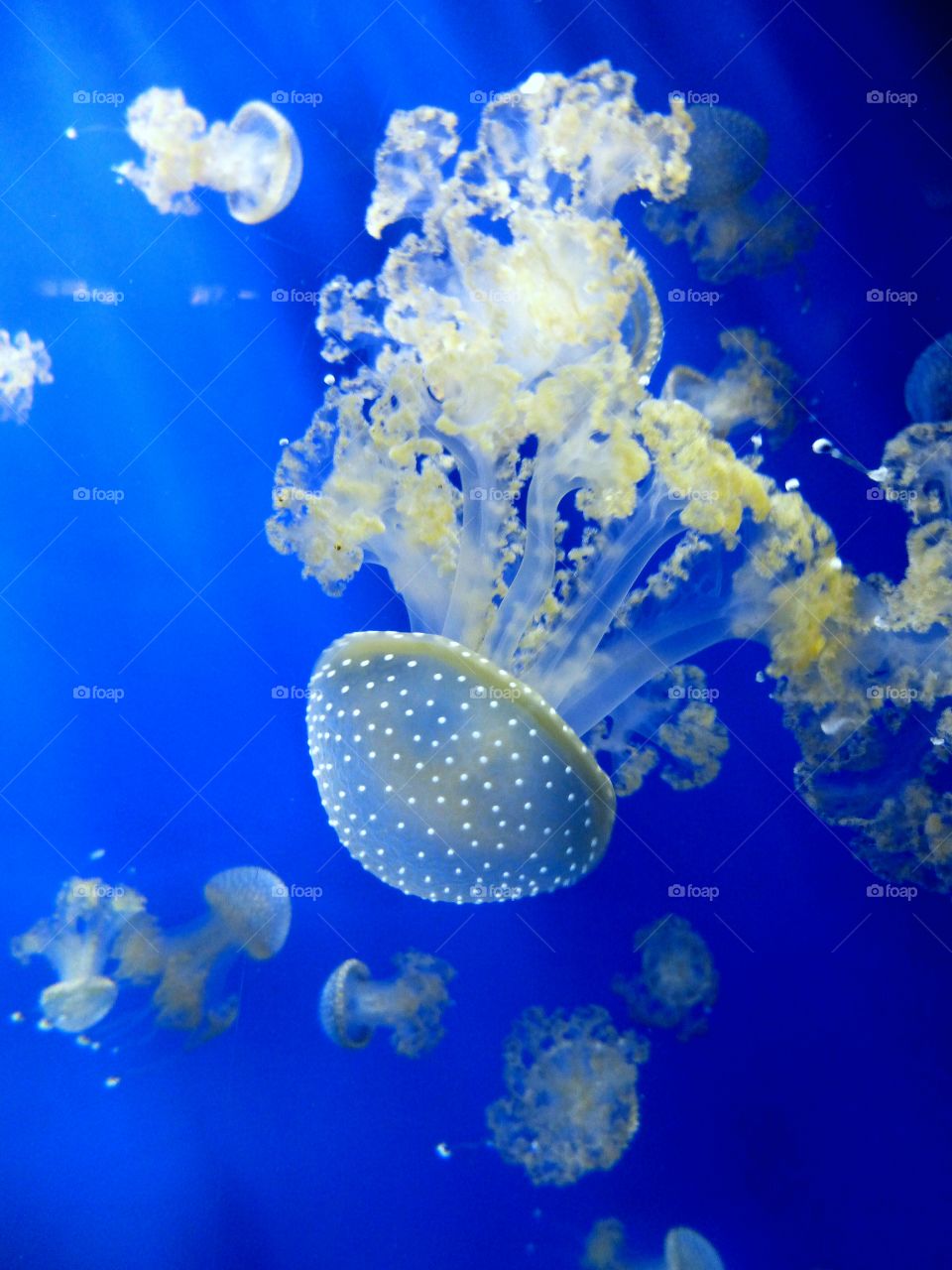 Underwater jellyfish