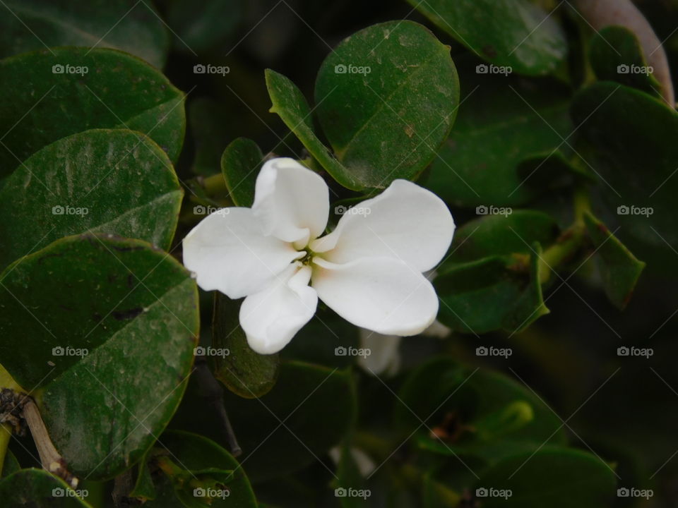 Petite fleur blanche dans un jardin vert 