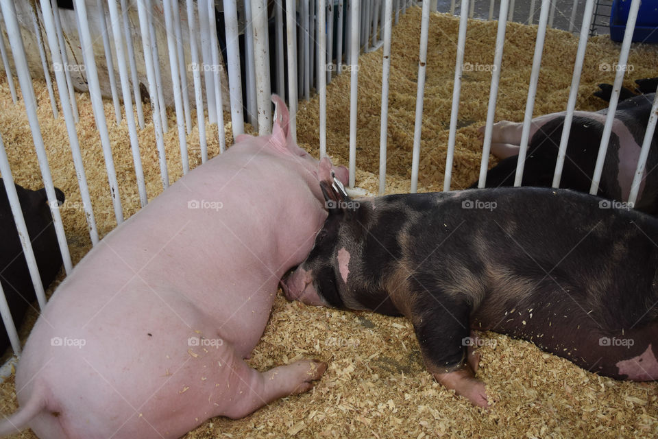 Pigs resting at the county fair