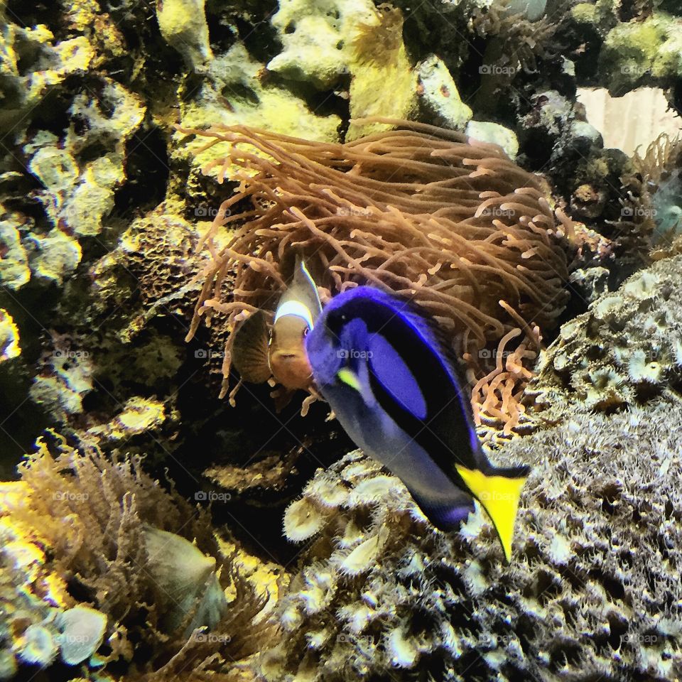 Blue fish underwater 