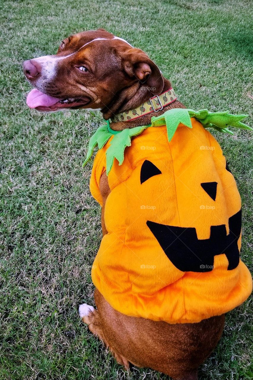 Dog in Jack-O-Lantern Costume Smiling 🎃🐶
