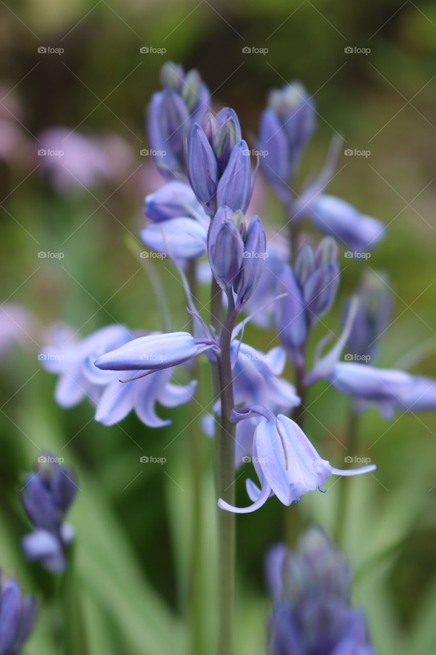 Blue bells