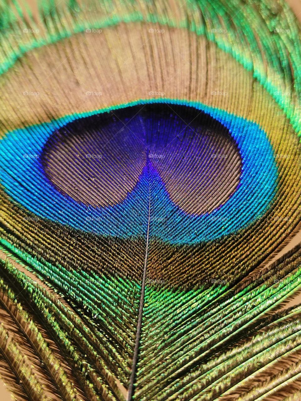 colour combination of peacock feather