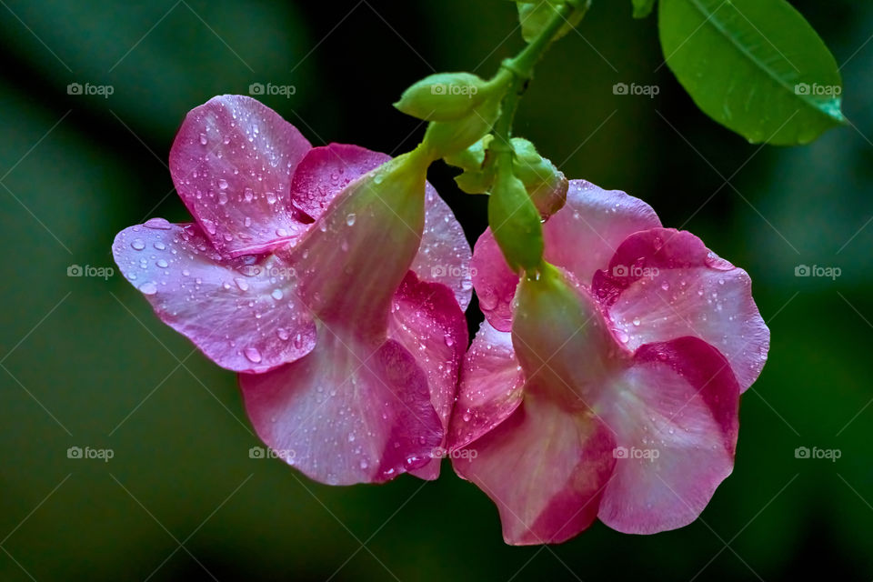 floral photography  - backside  allamanda