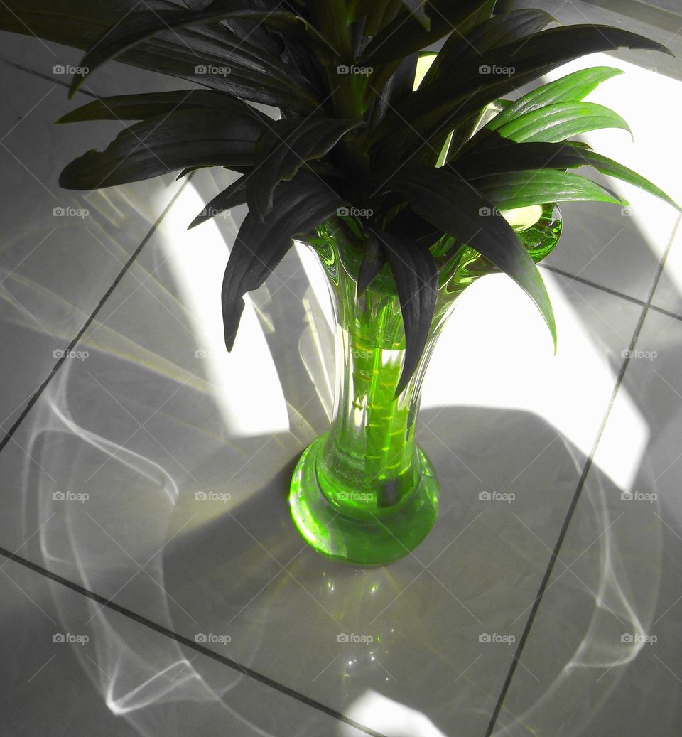 green leaves in vase