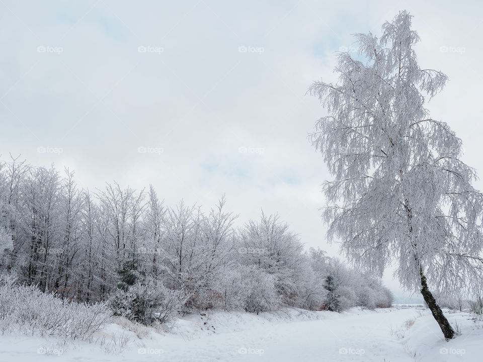 Snow covered trees during wintertime 