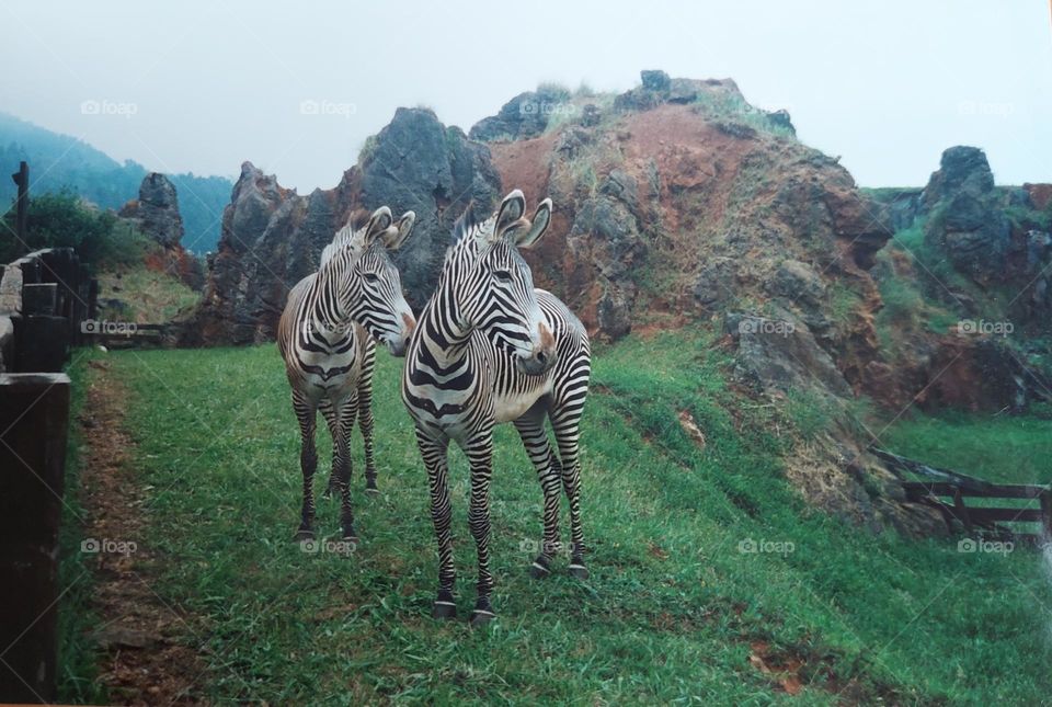 Zebra couple