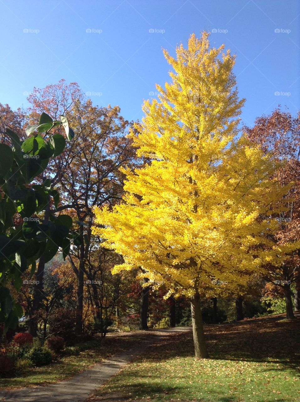 Autumn landscape with the beautiful golden ginkgo tree