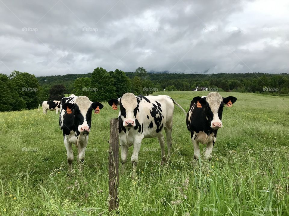 Vermont cows 