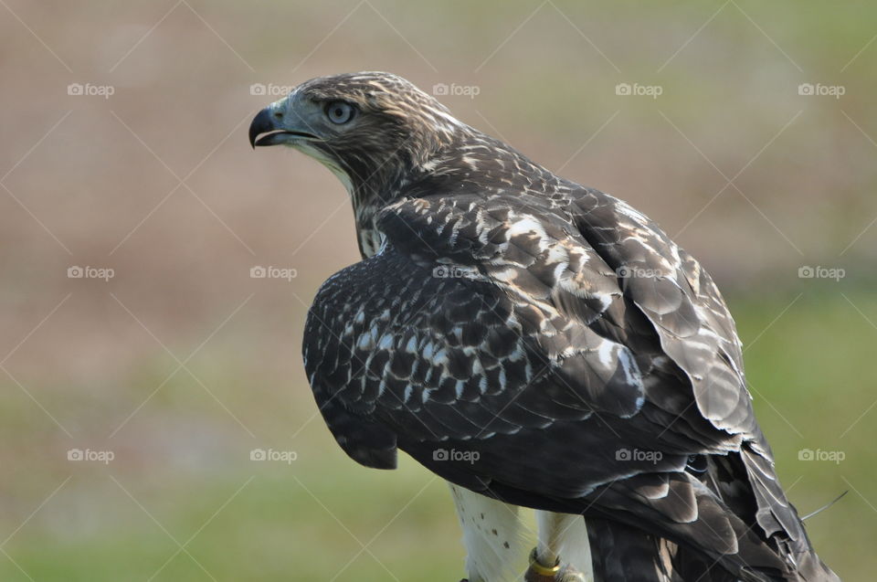 Magnificent raptors