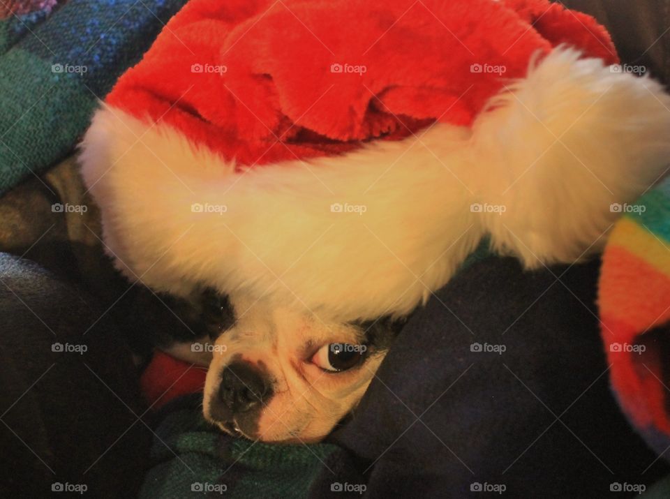 Pup just woke up to find a Santa hat on her head and she’s not quite sure what to do about it. “Think I’ll close my eyes and it will be gone when i open them again!”